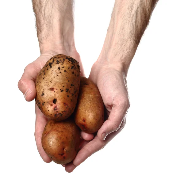 Man`s hands holding potatoes isolated on white background — Stock Photo, Image