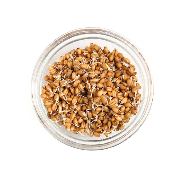 Sprouted wheat in the glass bowl isolated on white background — Stock Photo, Image