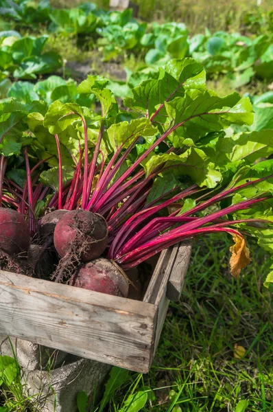 Verse bieten uit de tuin Stockafbeelding