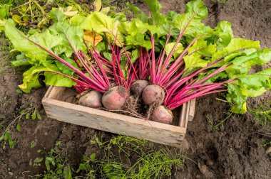 Bahçeden taze pancar