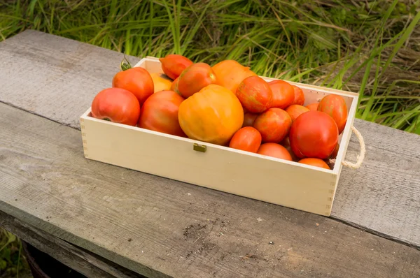 Tomates ecológicos frescos —  Fotos de Stock