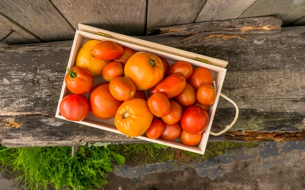 Tomates ecológicos frescos —  Fotos de Stock