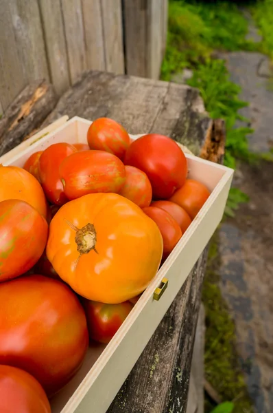 Tomates ecológicos frescos —  Fotos de Stock