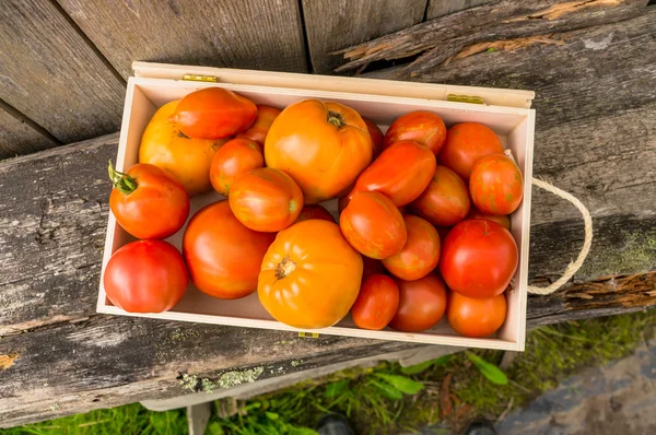 Taze Eko domates — Stok fotoğraf