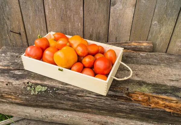 Tomates ecológicos frescos — Fotografia de Stock