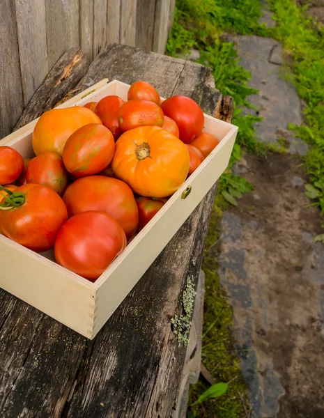 Tomates ecológicos frescos — Fotografia de Stock