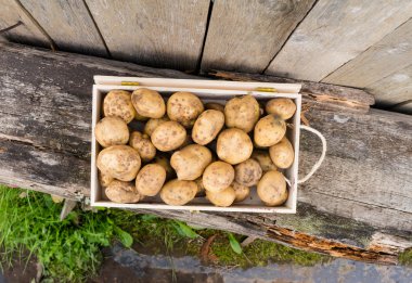Taze Eko patates