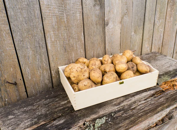 Φρέσκα eco πατάτες — Φωτογραφία Αρχείου