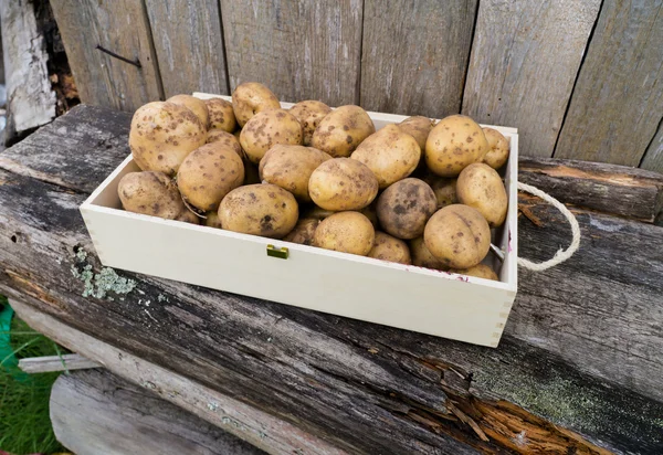 Verse eco aardappelen Stockafbeelding