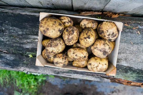 Aardappelen in houten kist Rechtenvrije Stockafbeeldingen