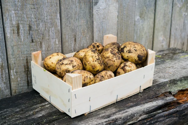 Aardappelen in houten kist Stockfoto