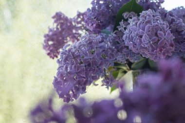 Leylak çiçeği, bahar