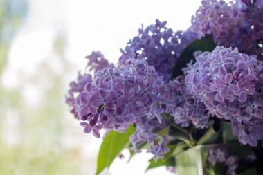 Leylak çiçeği, bahar