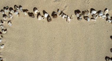 Kumda deniz kabukları