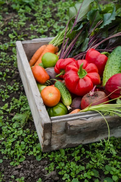 Légumes dans une boîte — Photo