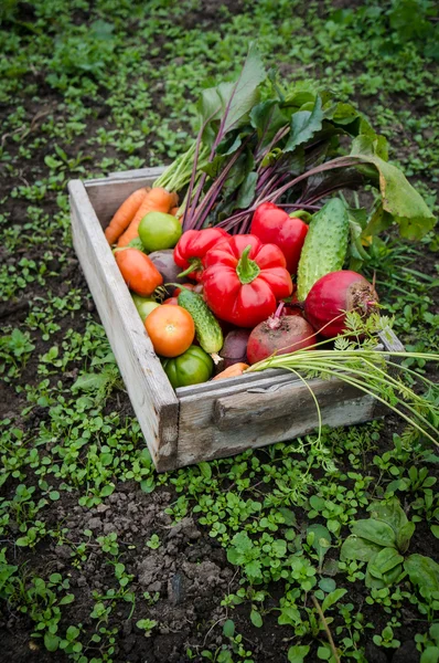 Bir kutu içinde sebze — Stok fotoğraf