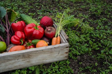 bir kutu içinde sebze