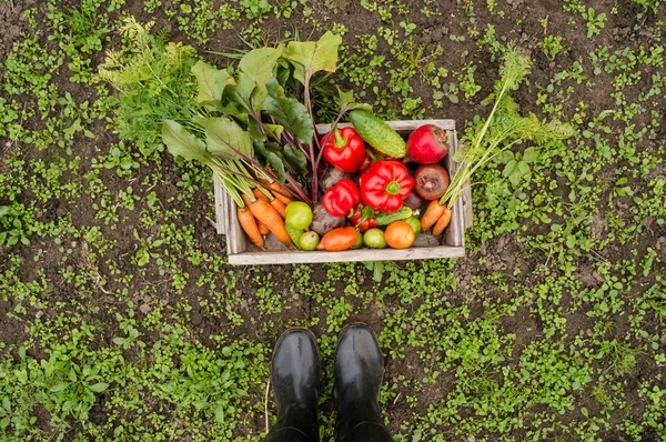 Légumes dans le jardin — Photo