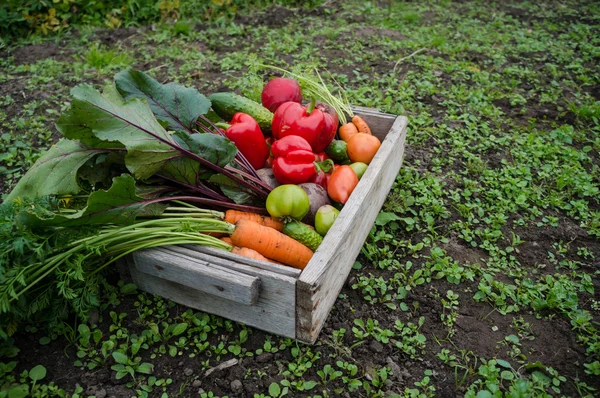 Légumes dans une boîte — Photo