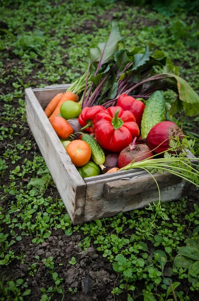 Verduras en una caja — Foto de Stock