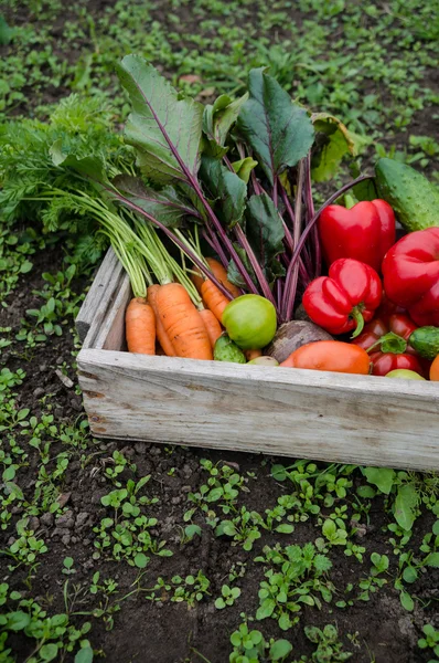 Groenten in een doos — Stockfoto