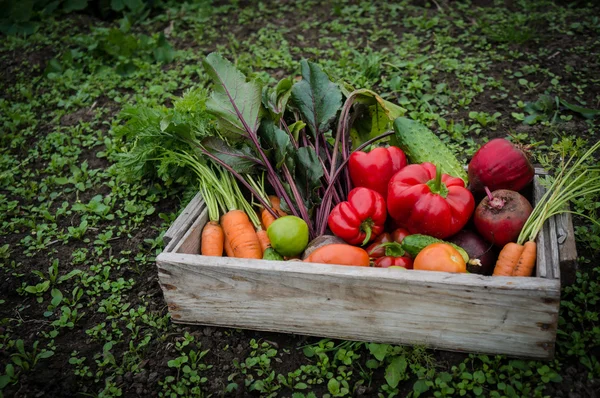 Zöldségek egy dobozban — Stock Fotó