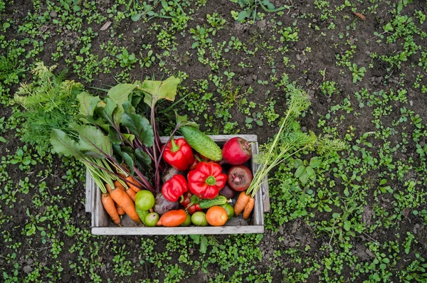 Овощи в коробке — стоковое фото