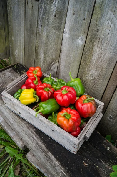 Pimientos coloridos —  Fotos de Stock