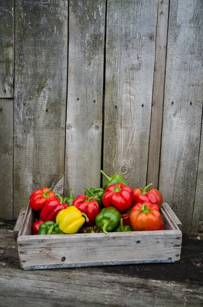 Pimientos coloridos —  Fotos de Stock