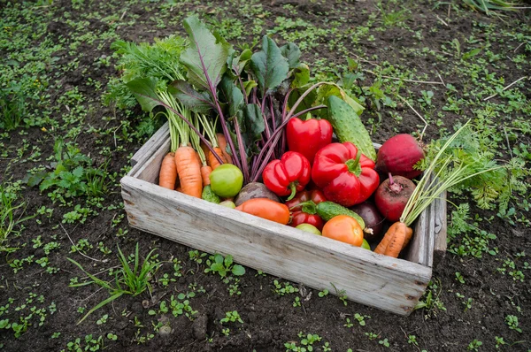 Verduras en una caja — Foto de Stock