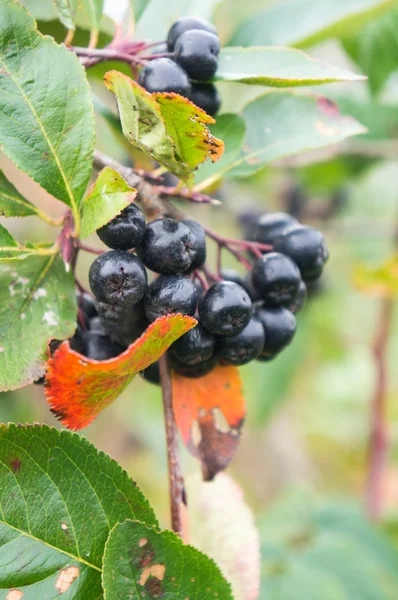 Black ashberry — Stock Photo, Image