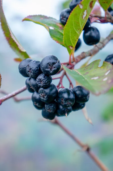 Black ashberry — Stock Photo, Image