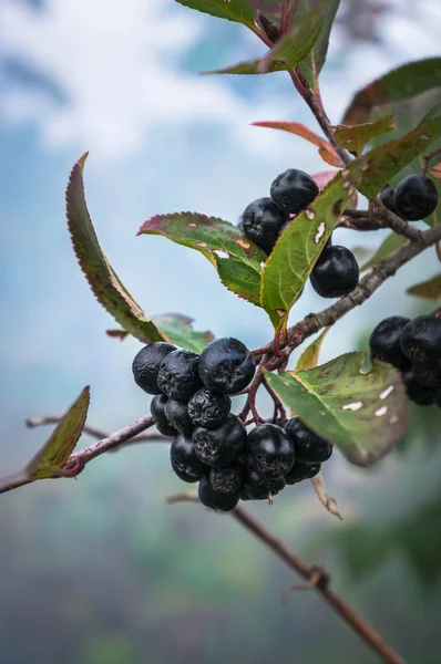 Black ashberry — Stock Photo, Image