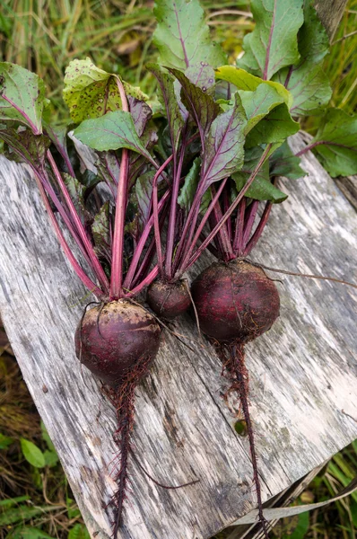 Rüben — Stockfoto