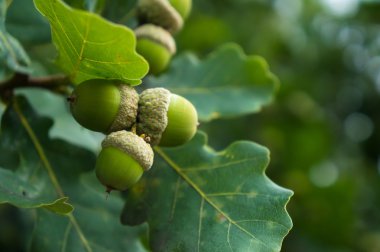 Dalda meşe palamudu