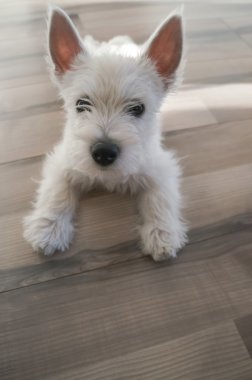 Köpek yavrusu batı dağlık beyaz korkunç
