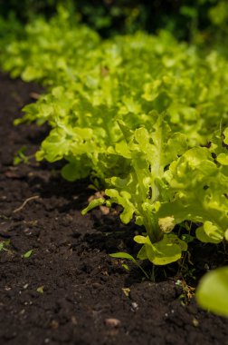 Bahçedeki Ham salata