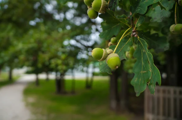 Dalda meşe palamudu — Stok fotoğraf