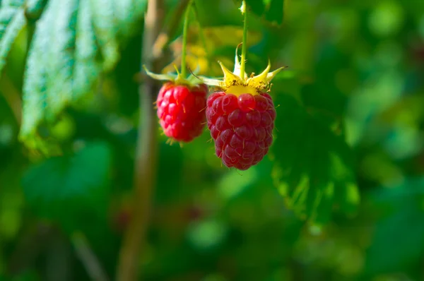 Raspberries — Stock Photo, Image