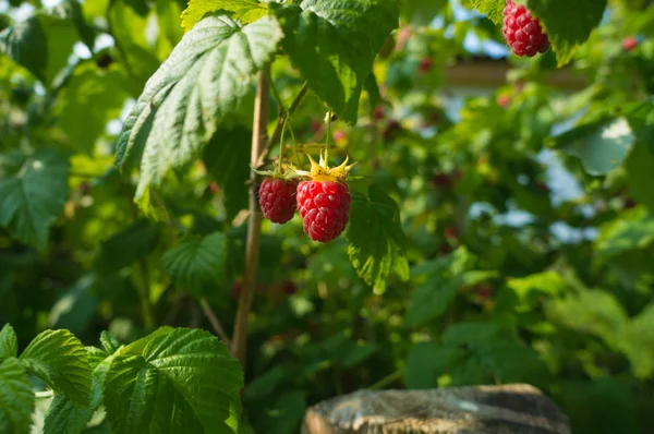 Raspberries — Stock Photo, Image