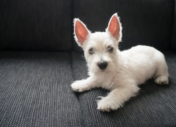 Valp west highland white terrier — Stockfoto