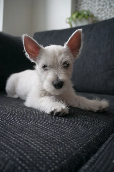 Valp west highland white terrier — Stockfoto