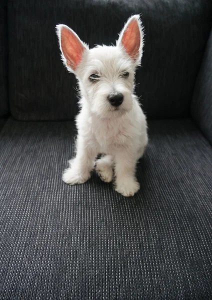 Cachorro oeste altiplano blanco terrier —  Fotos de Stock