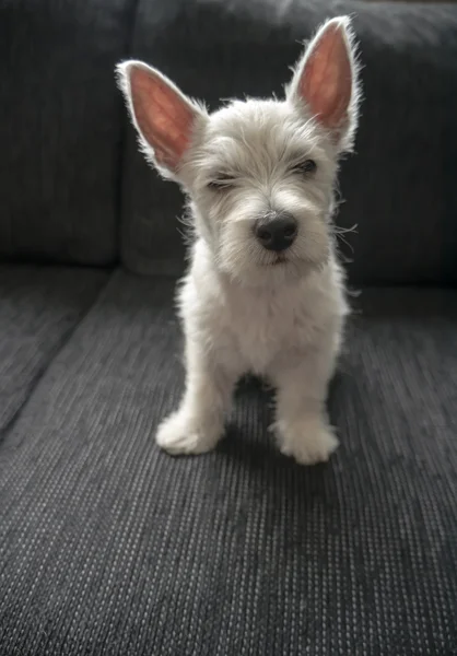 Cachorro oeste altiplano blanco terrier —  Fotos de Stock