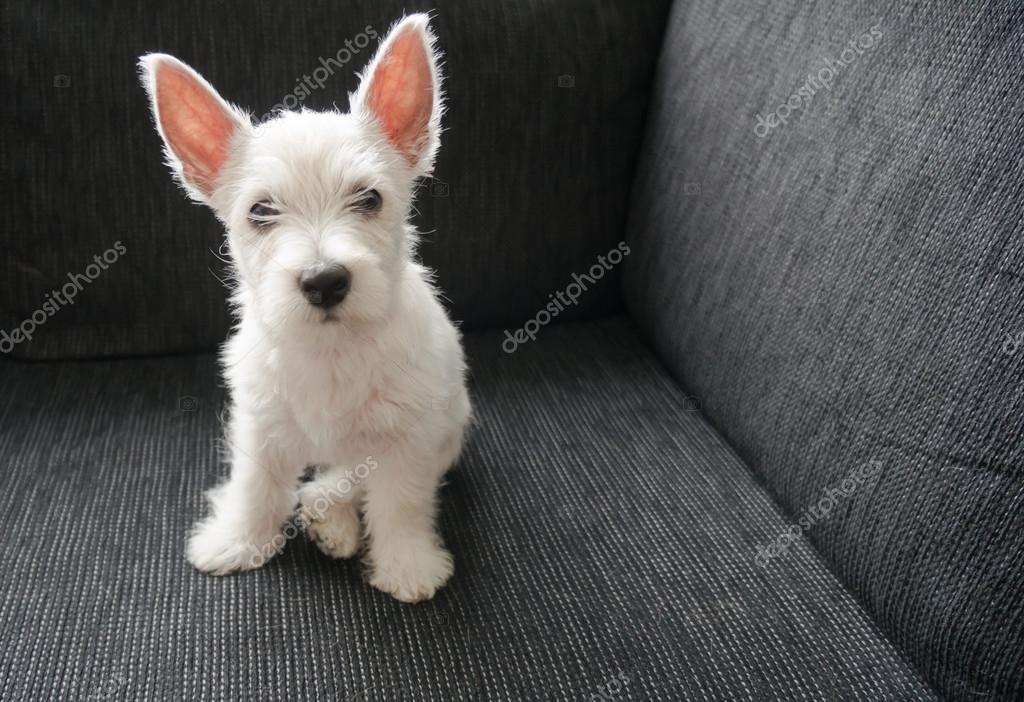 Puppy west highland white terrier — Stock Photo ©