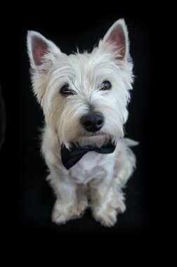 Batı Highland Beyaz Teriyeri