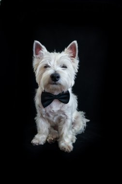 Batı Highland Beyaz Teriyeri