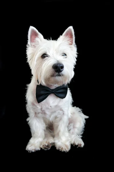 Δυτικό Highland White Terrier — Φωτογραφία Αρχείου