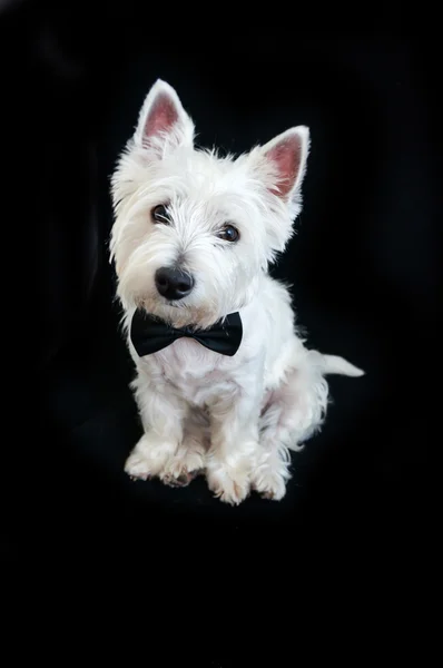 West Highland vit terrier — Stockfoto