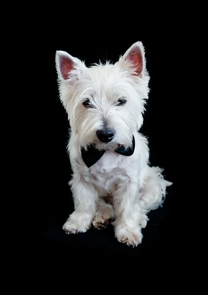 West Highland vit terrier — Stockfoto